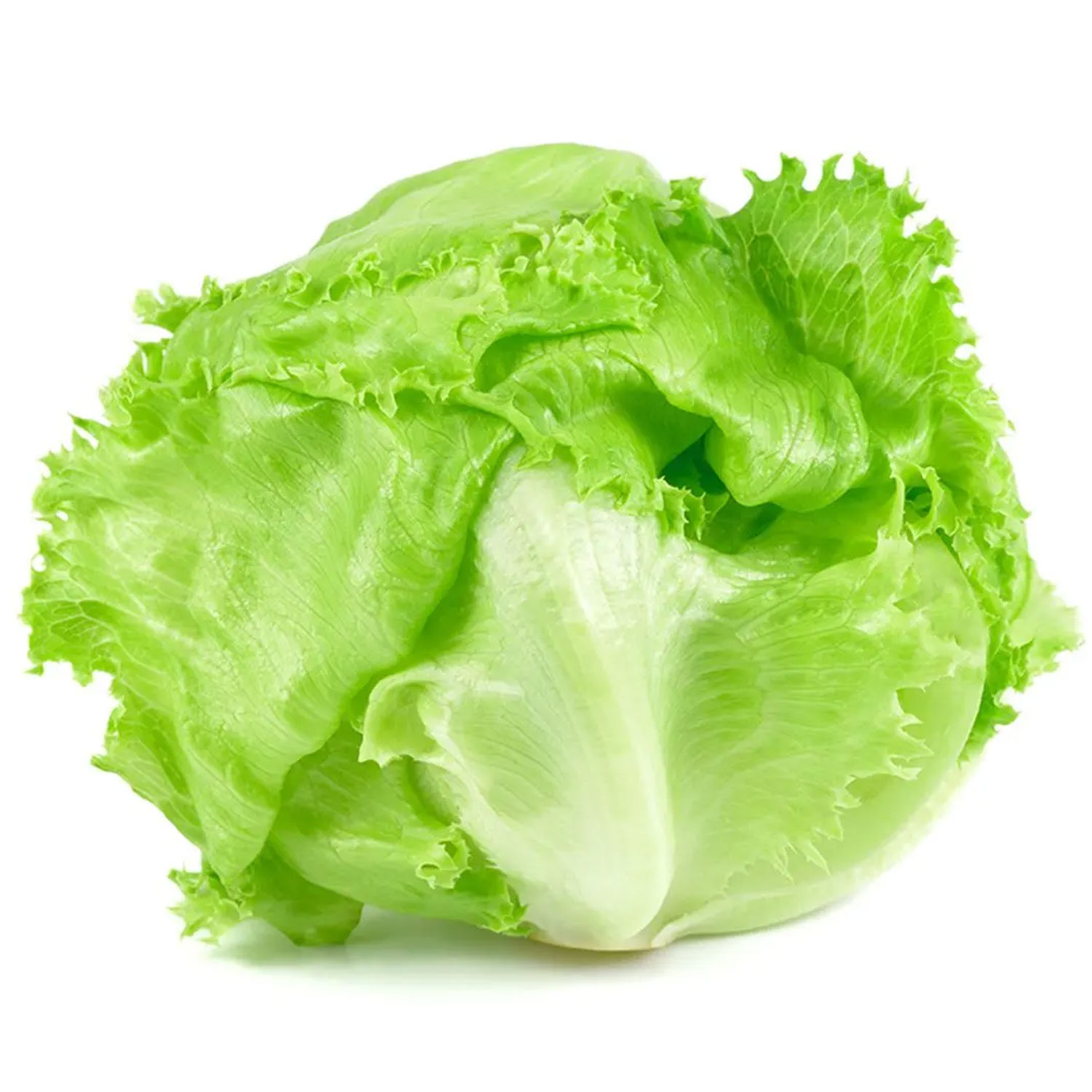 lettuce